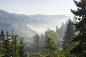 Obraz premium at morning dawn mist over forest in mountains