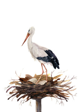 Watercolor white stork in the nest hatching eggs. Ciconia bird illustration isolated on white background. For design, prints or background