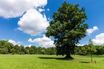 Eiche auf grüner Wiese vor blauem Himmel