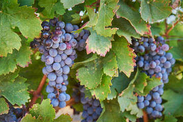 Okanagan Wine Grapes. Ripe grapes hang on the vine ready to be harvested. Okanagan Valley near Osoyoos, British Columbia, Canada.
