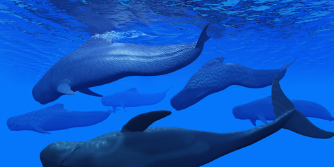 Fototapeta premium Pilot Whale Pod -Pilot whales live together in large pods in the world's oceans and hunt for squid and fish prey. 