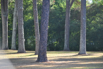 Pine Trees