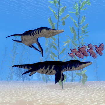 Liopleurodon Marine Reptile - Two Liopleurodon marine reptiles chase after a school of Red Snapper fish in Jurassic Seas.