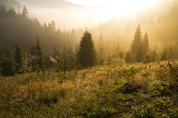 at morning dawn mist over forest in mountains