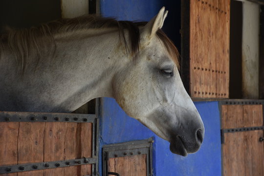 A gary horse with long mane  in a blue stable at the village. Horse looking out of the door of a blue corral. close up, selective focus