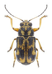 Beetle Pachybrachis hieroglyphicus on a white background
