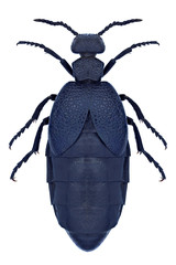Beetle Meloe brevicollis on a white background