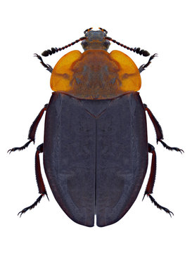 Beetle Oiceoptoma thoracicum on a white background
