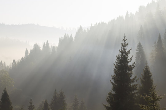 Fototapeta at morning dawn mist over forest in mountains