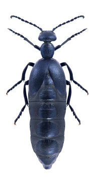 Beetle Meloe violaceus on a white background