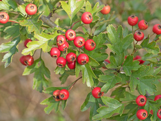 Obraz premium Weißdorn, Crataegus