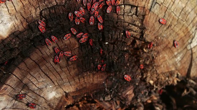 The firebug or Pyrrhocoris apterus