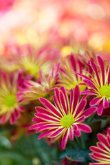 Beautiful red chrysanthemums close up background.