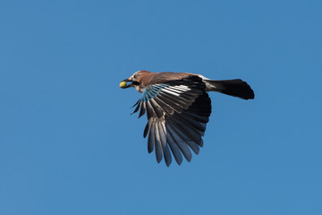 Jay, Garrulus glandarius