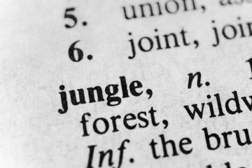 Obraz premium Jungle