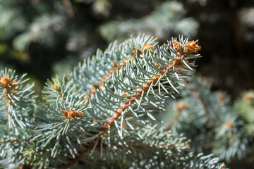 Naklejka na ściany i meble Closeup of a Christmas tree branches
