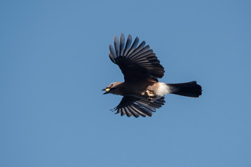 Jay, Garrulus glandarius