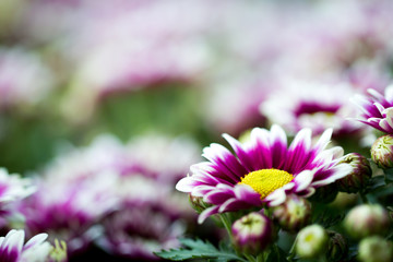 Obraz premium Chrysanthemum flower close up in white background.