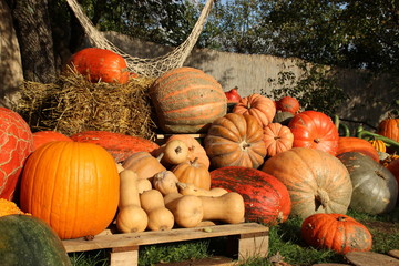 Autumn harvest colorful  pumpkins in different varieties.