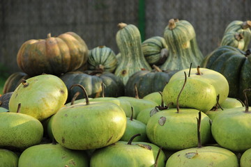 Autumn harvest colorful  pumpkins in different varieties.