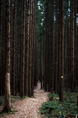 Fototapeta premium Trail in the dark forest