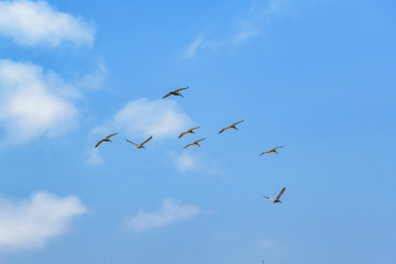 Birds Flying at Blue Sky Santa Elena Ecuador