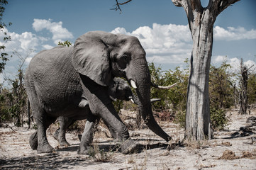 Fototapeta premium safari in bostwana