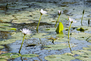 Lotus Flowers Amongst Green Lily Pads in Pond