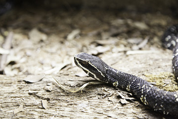Black snake terrarium
