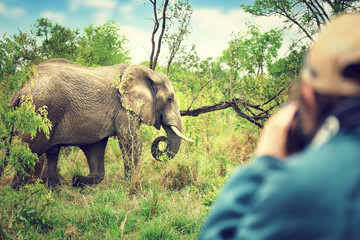 Fototapeta premium Photographer taking safari pictures