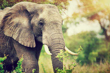 Portret van een wilde olifant