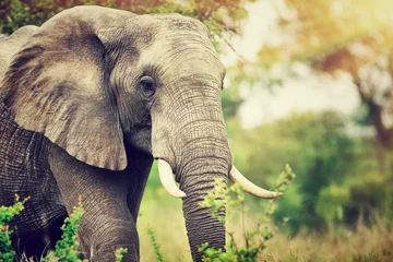 Fond de hotte en verre imprimé Éléphant Portrait d& 39 éléphant sauvage