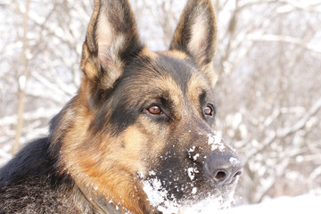 Dog german shepherd in a winter day