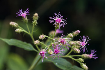 Tiny and amazing flower recorded in remaining of rainforest