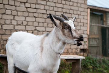 White goat with horns