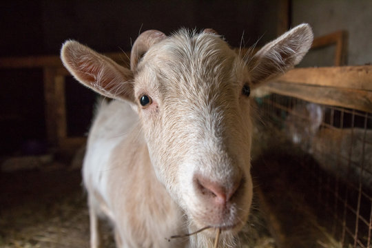 White goat with horns