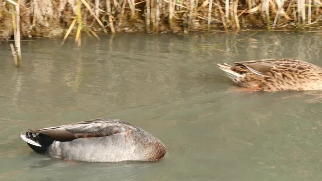 travelling sur un couple de colverts sauvages(4k)