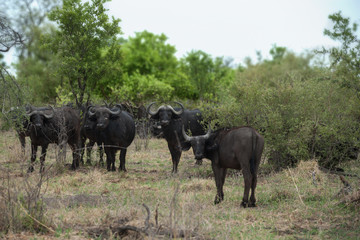 Obraz premium safari in bostwana