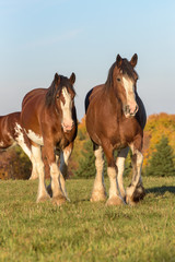 Obraz premium Clydesdales