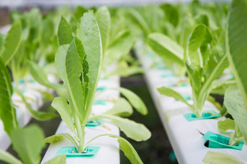 Fototapeta premium Photograph of hydroponic vegetable farm.