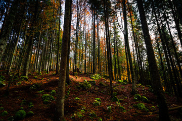 Fototapeta premium Autumn morning in the alps