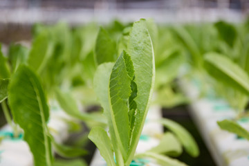 Photograph of hydroponic vegetable farm.