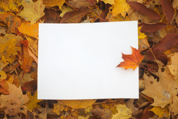 Naklejka na ściany i meble autumn leaves background with white paper 
