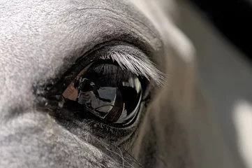 Fotobehang Oog van een wit paard close-up © FedotovAnatoly