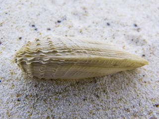American piddock is located in the sand