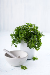 Parsley