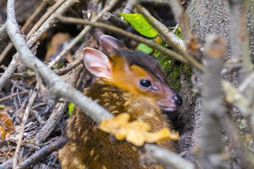 Hiding munjac baby
