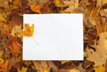 autumn leaves background with white paper 
