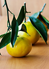 Tangerines with green leaves © yta