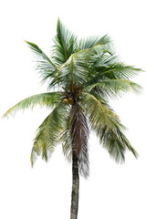 Naklejka na ściany i meble palm tree of coconut isolated on white background